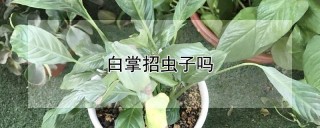 白掌招虫子吗,第1图