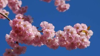 樱花有几种颜色,第1图