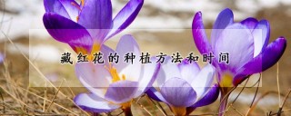 藏红花的种植方法和时间,第1图