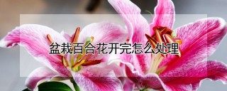 盆栽百合花开完怎么处理,第1图