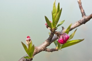 桃花的芽长什么样子,第2图