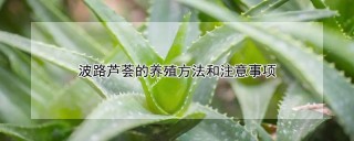 波路芦荟的养殖方法和注意事项,第1图