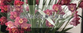 如何给大花蕙兰换盆,第1图