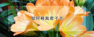 如何移栽君子兰,第1图