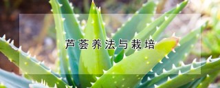 芦荟养法与栽培,第1图