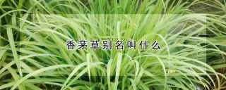 香茅草别名叫什么,第1图