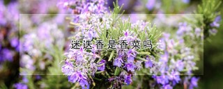 迷迭香是香菜吗,第1图