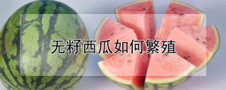 无籽西瓜如何繁殖,第1图