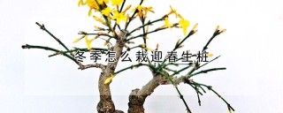 冬季怎么栽迎春生桩,第1图