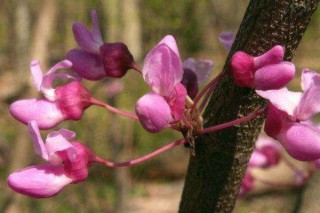 有几种紫荆花树,第3图