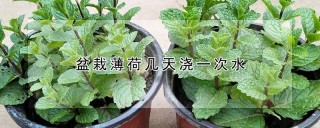 盆栽薄荷几天浇一次水,第1图