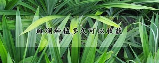 斑斓种植多久可以收获,第1图