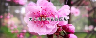 美人梅与梅花的区别,第1图