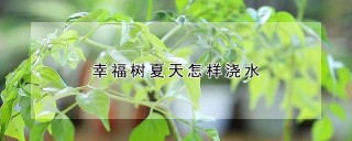 幸福树夏天怎样浇水,第1图