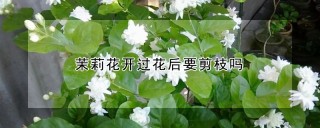 茉莉花开过花后要剪枝吗,第1图