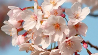 樱花的寓意和花语,第1图