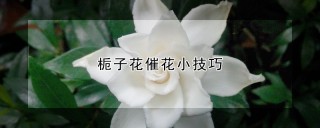 栀子花催花小技巧,第1图