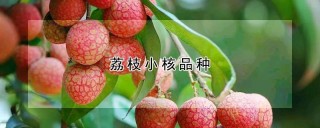 荔枝小核品种,第1图