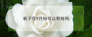 栀子花9月份可以剪枝吗,第1图