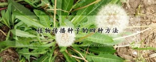 植物传播种子的四种方法,第1图