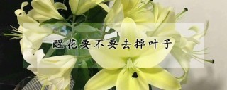 醒花要不要去掉叶子,第1图