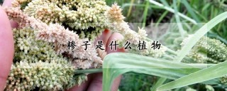 糁子是什么植物,第1图