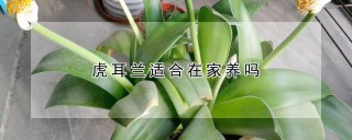 虎耳兰适合在家养吗,第1图