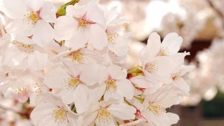 樱花几月开得最旺盛,第1图