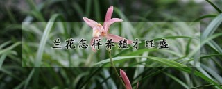 兰花怎样养殖才旺盛,第1图