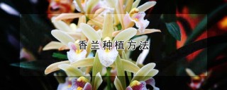 香兰种植方法,第1图