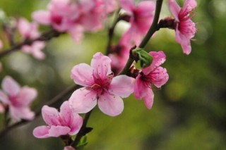 桃花是什么季节开，在每年的春季绽放,第5图