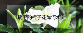 摘下的栀子花如何水养,第1图