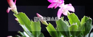 蟹爪花怎么养,第1图