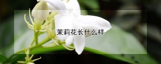 茉莉花长什么样,第1图