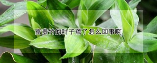 富贵竹的叶子蔫了怎么回事啊,第1图