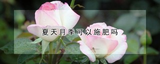 夏天月季可以施肥吗,第1图