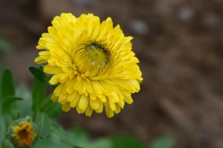 菊花怎样种植与管理，4步即可完成菊花的种植,第1图