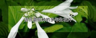 适合庭院种的多年生花卉,第1图