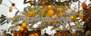 柿子树可以扦插生根发芽吗,第1图