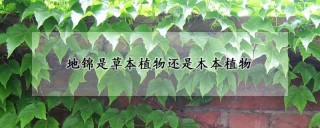 地锦是草本植物还是木本植物,第1图