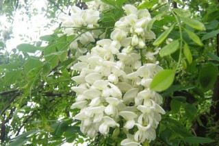 开白花的树叫什么名字,第2图