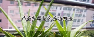 芦荟冬季怎么养殖方法,第1图