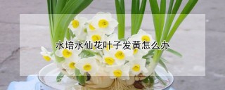 水培水仙花叶子发黄怎么办,第1图