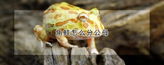 角蛙怎么分公母,第1图