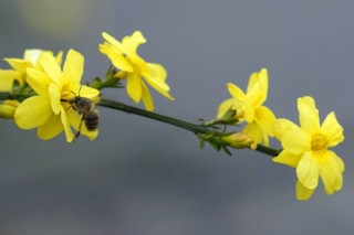 迎春花什么时间倒盆,第3图