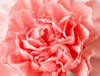 康乃馨如何种植，做好七大方法可鲜艳美丽,第2图