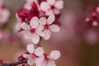 樱花一般什么时候开，每年的三月中旬到四月下旬,第5图