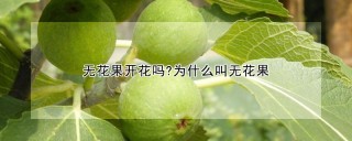 无花果开花吗?为什么叫无花果,第1图