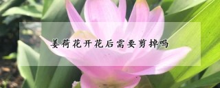 姜荷花开花后需要剪掉吗,第1图