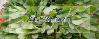 蟹爪兰浇水的窍门,第1图